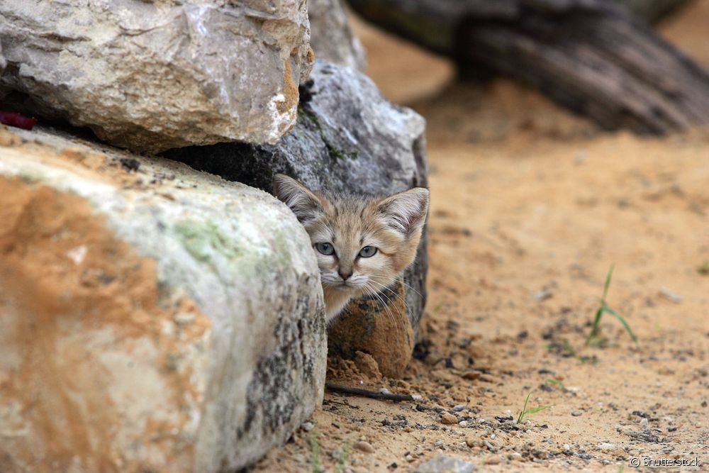 Անապատի կատու. վայրի կատուների ցեղատեսակ, որը մնում է լակոտի չափ իրենց ողջ կյանքի ընթացքում