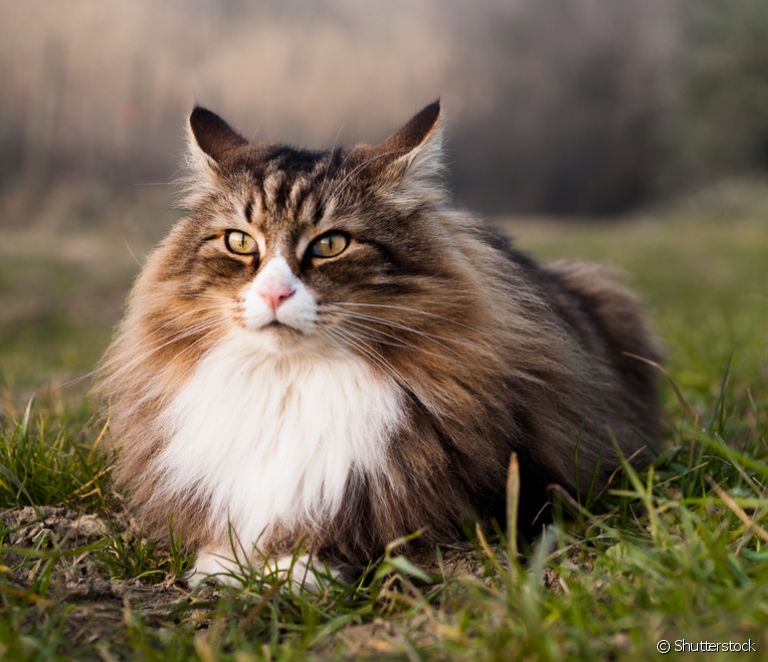  Hutan Norway: 8 ciri tentang baka kucing yang kelihatan liar