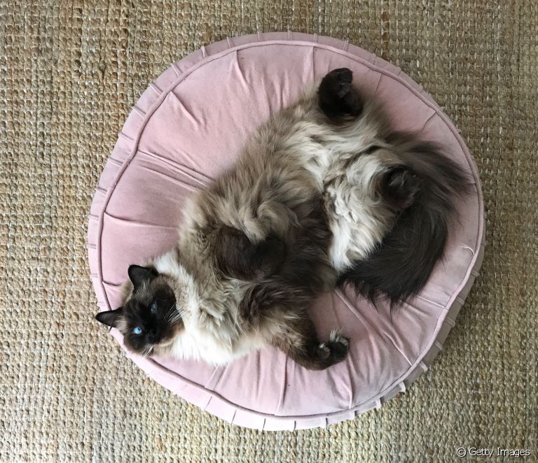  Ragdoll: perawatan, kepribadian, dan keingintahuan... Pelajari lebih lanjut tentang jenis kucing raksasa ini