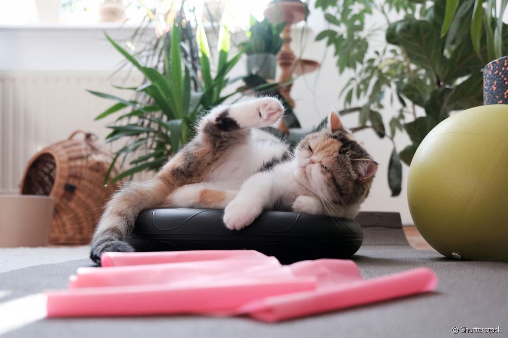  Egzotinės persų veislės katės: sužinokite daugiau apie šią veislę