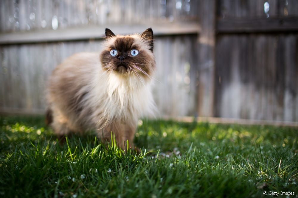  Дознајте сè за хималајската мачка: потекло, карактеристики, личност, грижа и многу повеќе