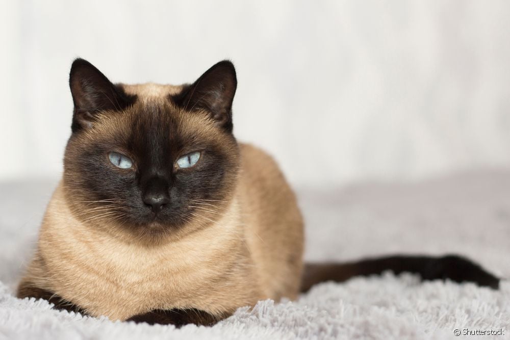  Тайская кошка: узнайте все о сиамской породе