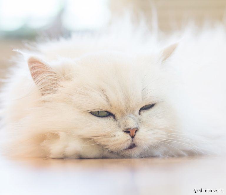  Bela perzijska mačka: kaj lahko pričakujemo od mačke te barve?