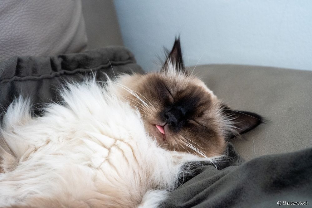  Himalayan cat: learn about 10 characteristics of the breed