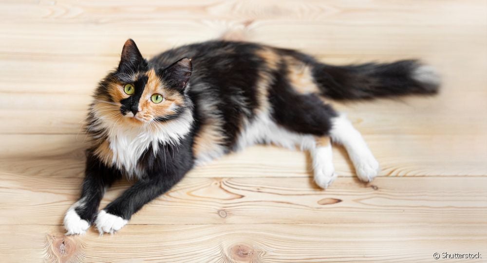  Is every 3-colored cat female? See what we found out!