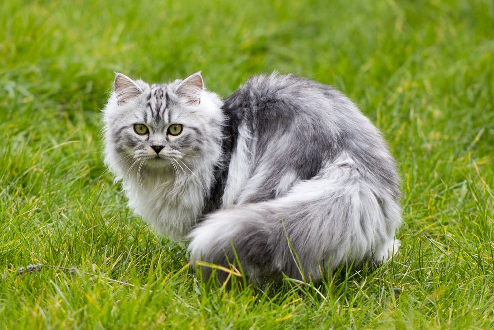  Sivá mačka: všetko, čo potrebujete vedieť o tejto farbe srsti