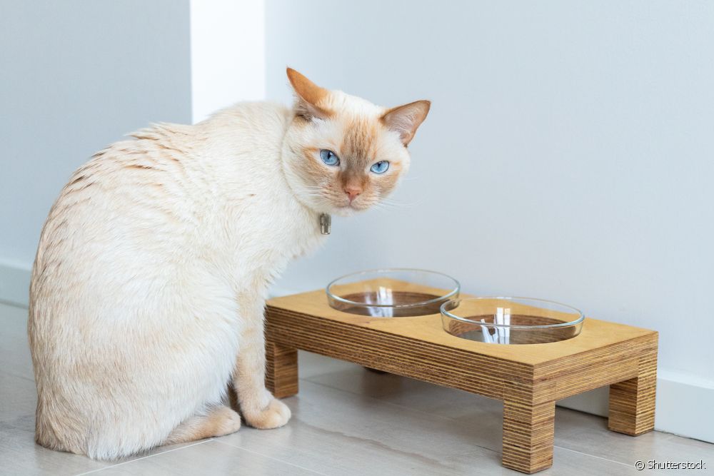  Siamese Red Point: 5 characteristics to differentiate the breed version