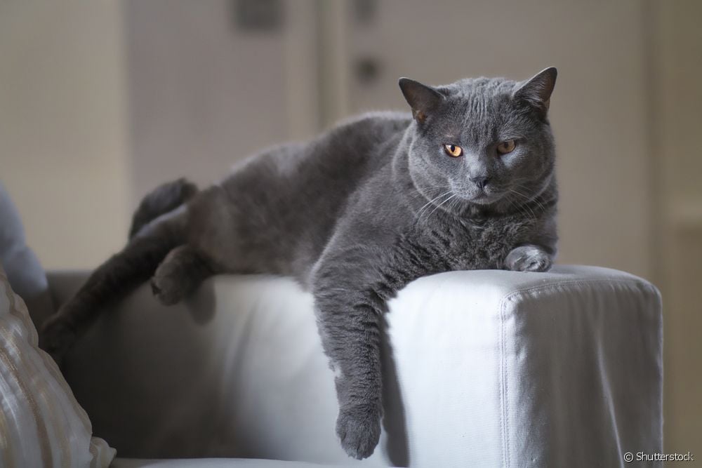  Gato gris: 7 curiosas características de este color de pelaje felino