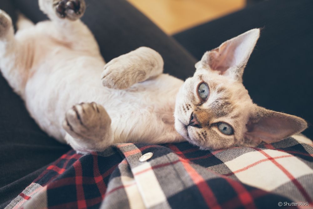  Learn all about the Devon Rex breed: origin, personality, care and more