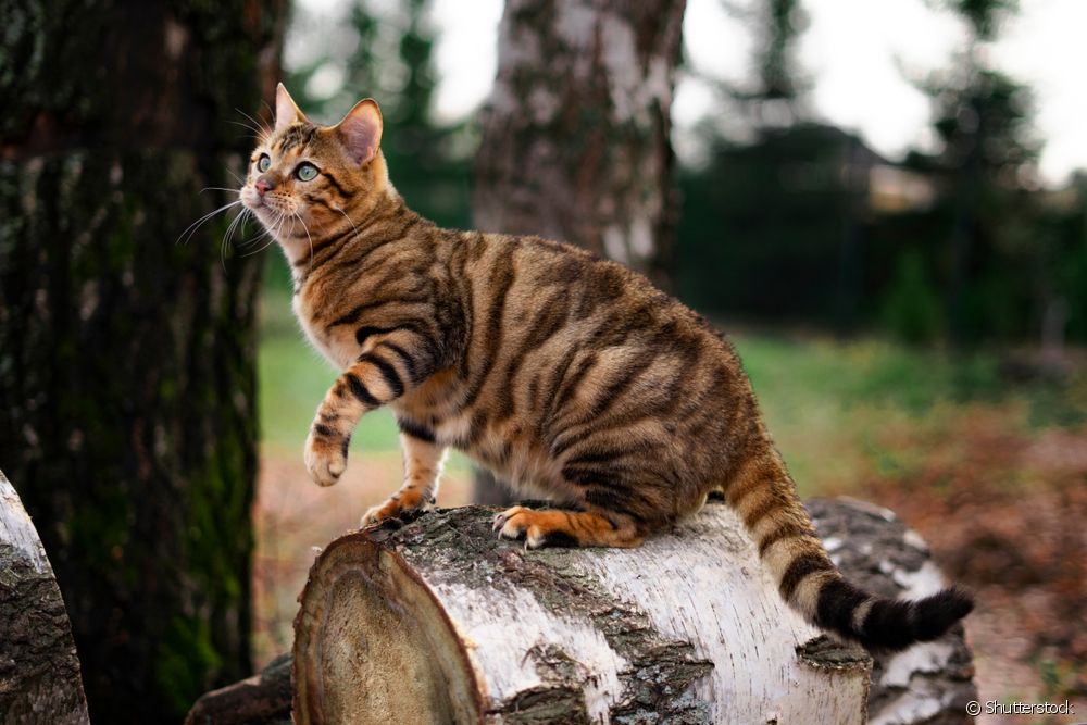  Tutustu Toygeriin, kissarotuun, joka näyttää tiikeriltä.