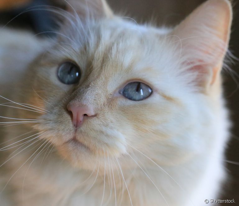  Ragamuffin: taybetmendî, germahî, lênêrîn... vî nijadê pisîkê ku xwedan kirasekî dirêj e nas bikin.
