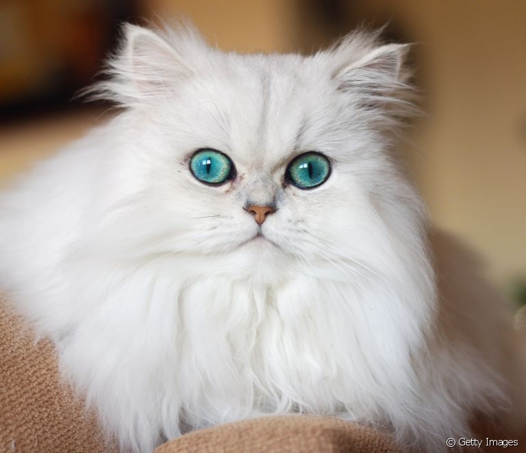  Cum să identificați o rasă de pisică după mărimea și forma urechilor sale?