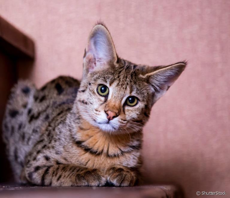  Savannah kat: leer alles over 's werelds duurste kattenras
