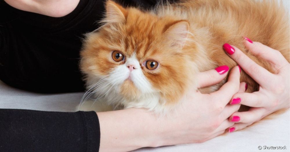  Die geselligsten Katzenrassen: Lernen Sie die sanftmütigsten Kätzchen auf der Welt kennen!