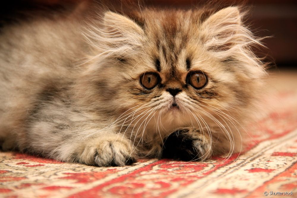  Gato persa: 12 curiosidades sobre o felino da raza