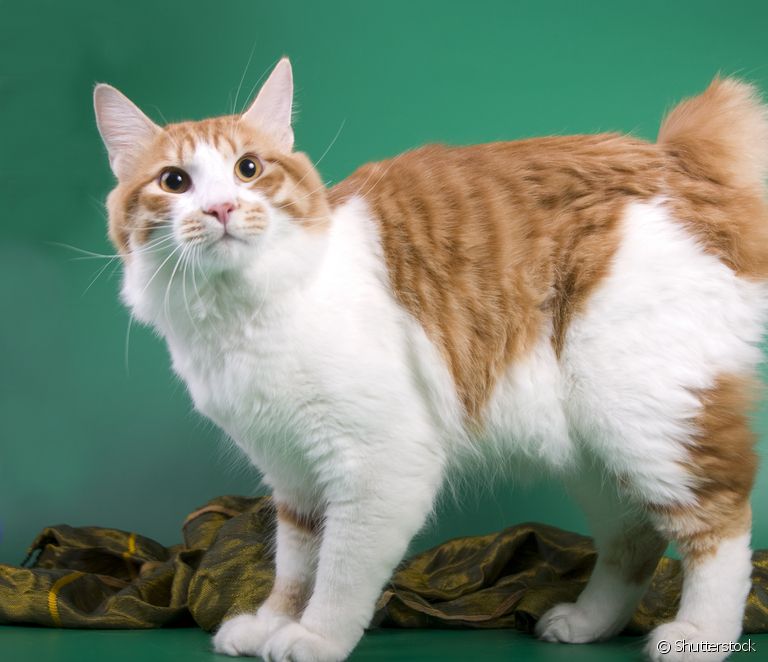  Американски бобтейл: запознайте се с късоопашатата порода котки