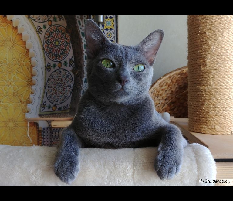  کورات: اس سرمئی بلی کی نسل کے بارے میں سب کچھ جانیں۔