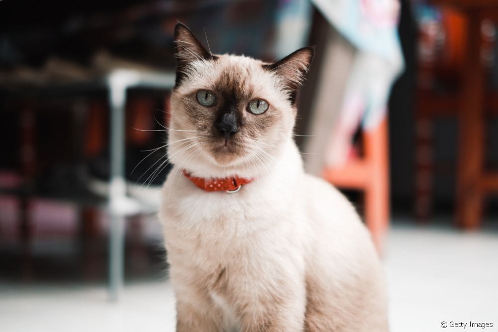  Esistono gatti ipoallergenici? Scoprite alcune razze adatte a chi soffre di allergie