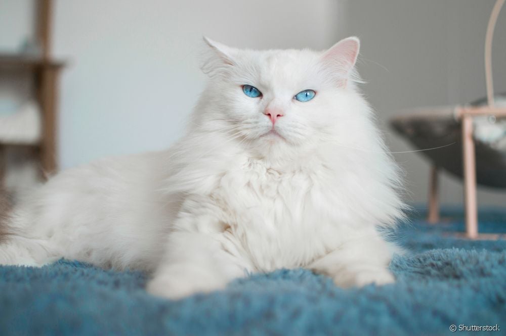  白い猫の品種：最も一般的なものを見つける！