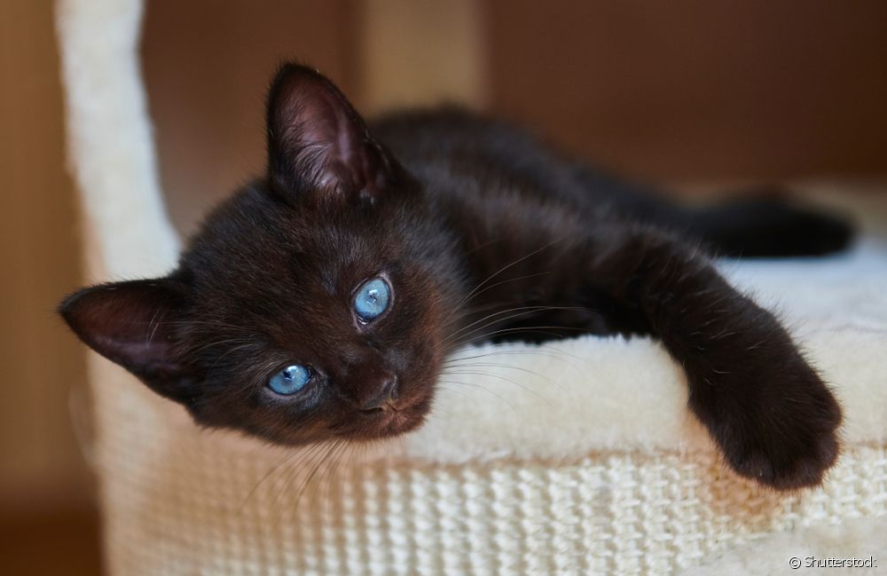  نیلی آنکھوں والی بلی: کیا نسل آنکھوں کے رنگ کا تعین کرتی ہے؟