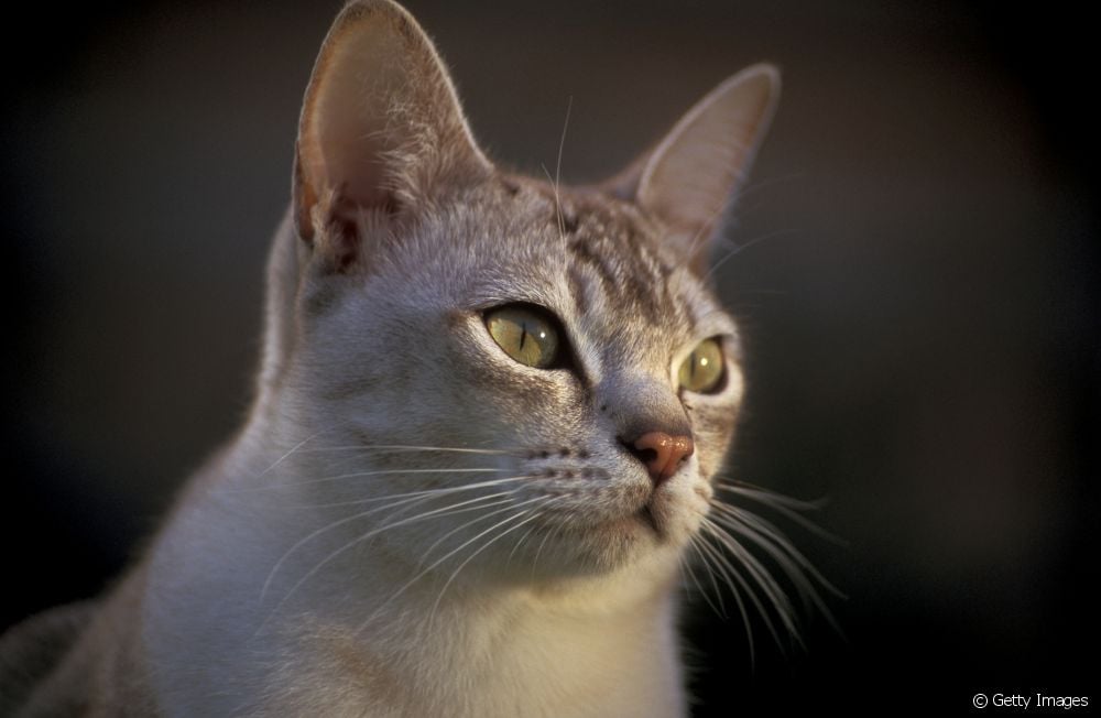  12 характеристик кошки породы Бурмилла