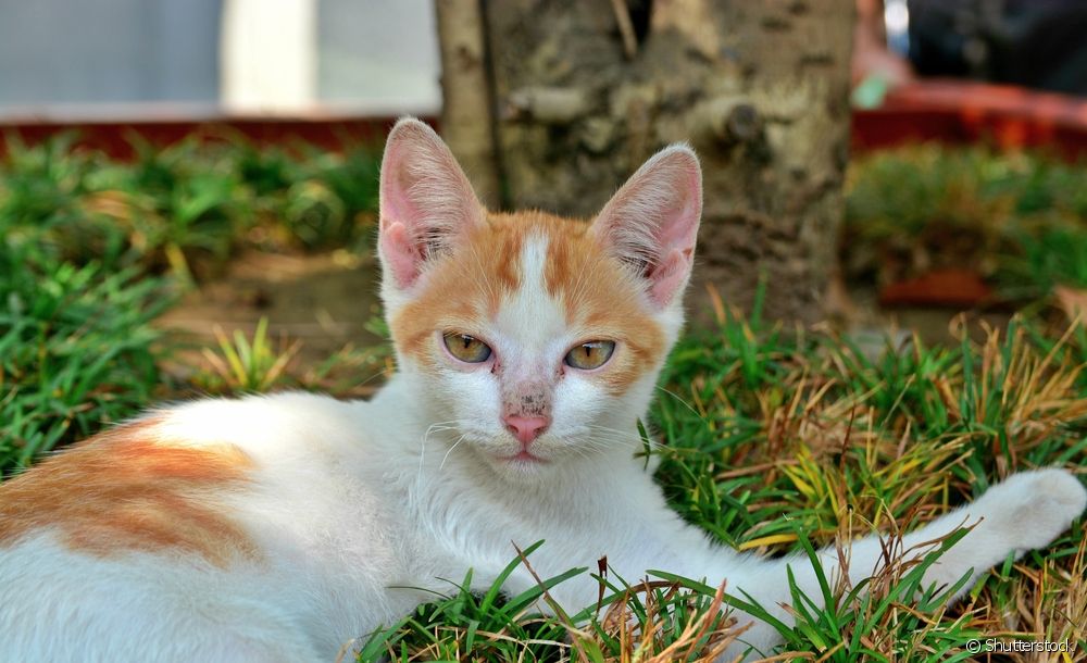  에게 해 고양이 : 품종을 알기위한 10 가지 호기심