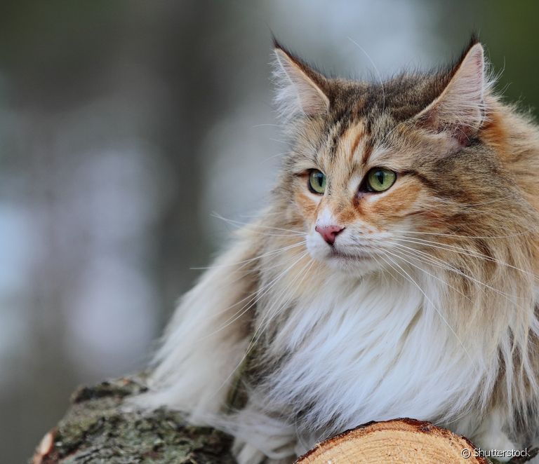  Mèo rừng Na Uy: mọi thứ bạn cần biết về giống mèo
