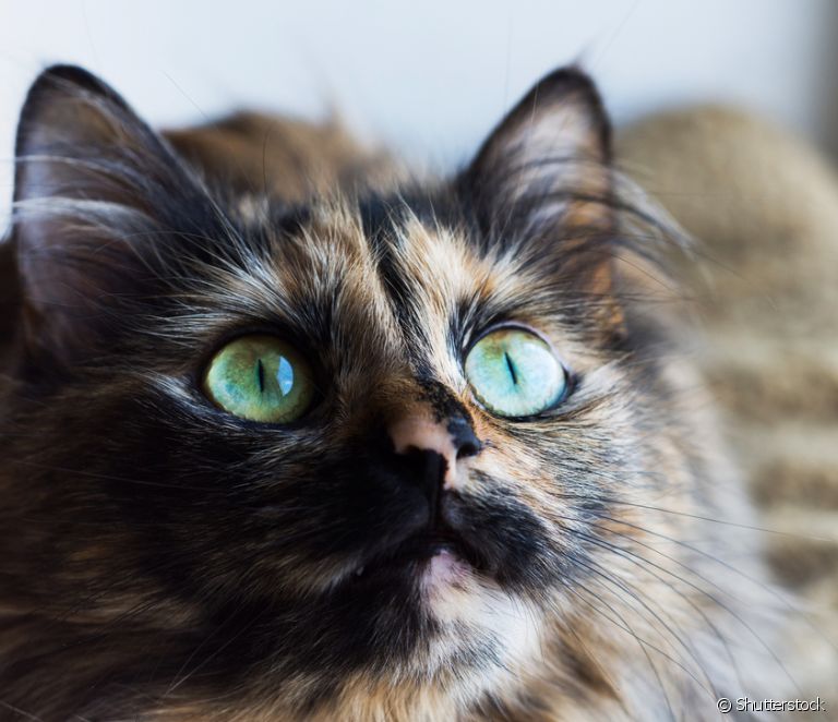  Har du noen gang hørt om den herreløse katten? Er det en katterase eller et fargemønster? Avklar alle tvil!