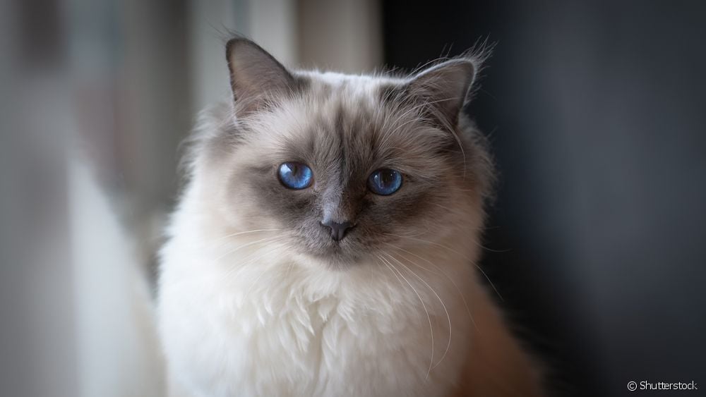  Kot birmański: poznaj wszystkie cechy tego uroczego kota
