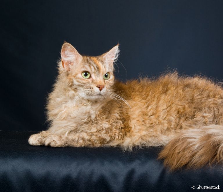  Spoznajte 5 pasem mačk s kodrasto dlako (+ galerija s strastnimi fotografijami!)