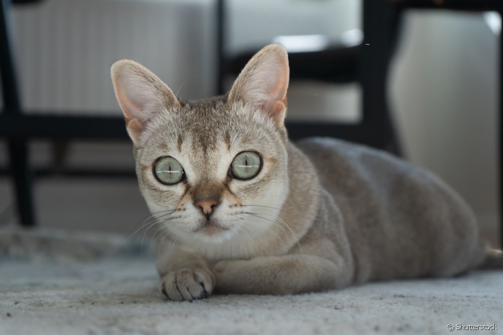  Малі породи котів: знайомтеся з найменшими котами у світі