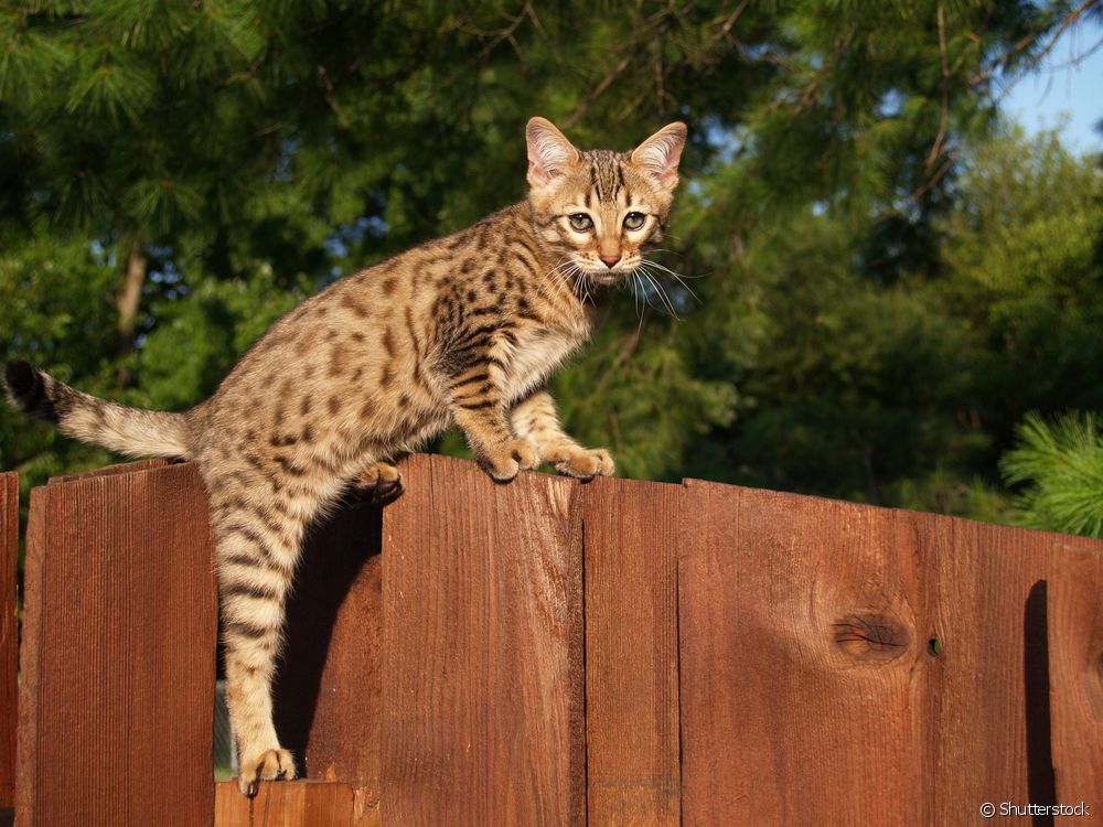  सवाना मांजर: विदेशी मांजरीचे व्यक्तिमत्त्व शोधा जे जगातील सर्वात महागड्यांपैकी एक आहे