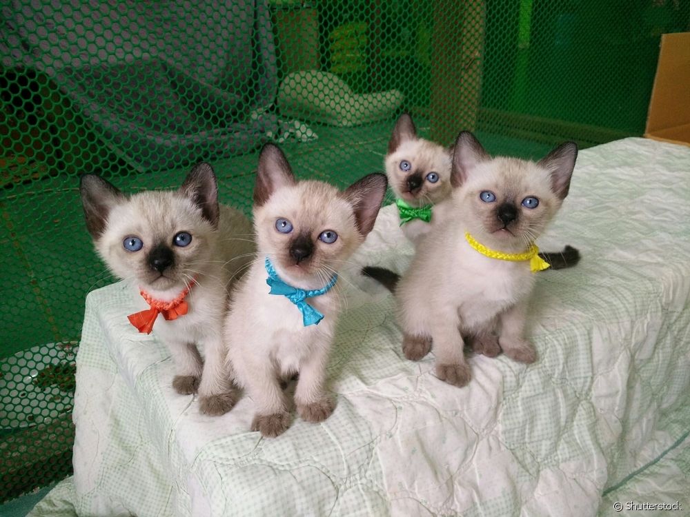  What is the temperament of the Siamese cat like?