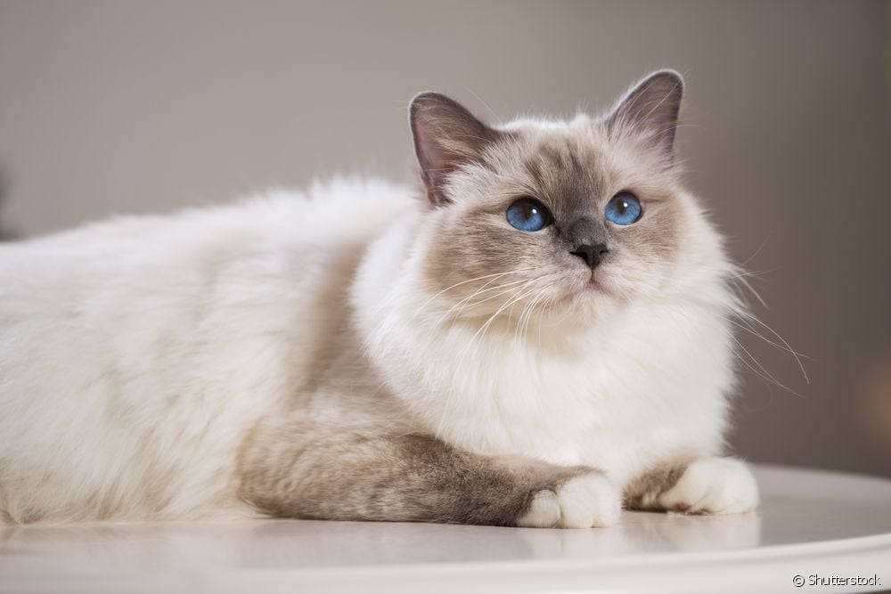 Кои породи котки живеят най-дълго?