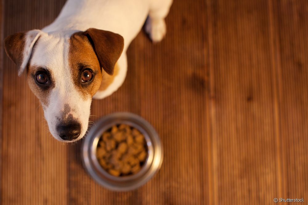  Kako natjerati psa da jede hranu?