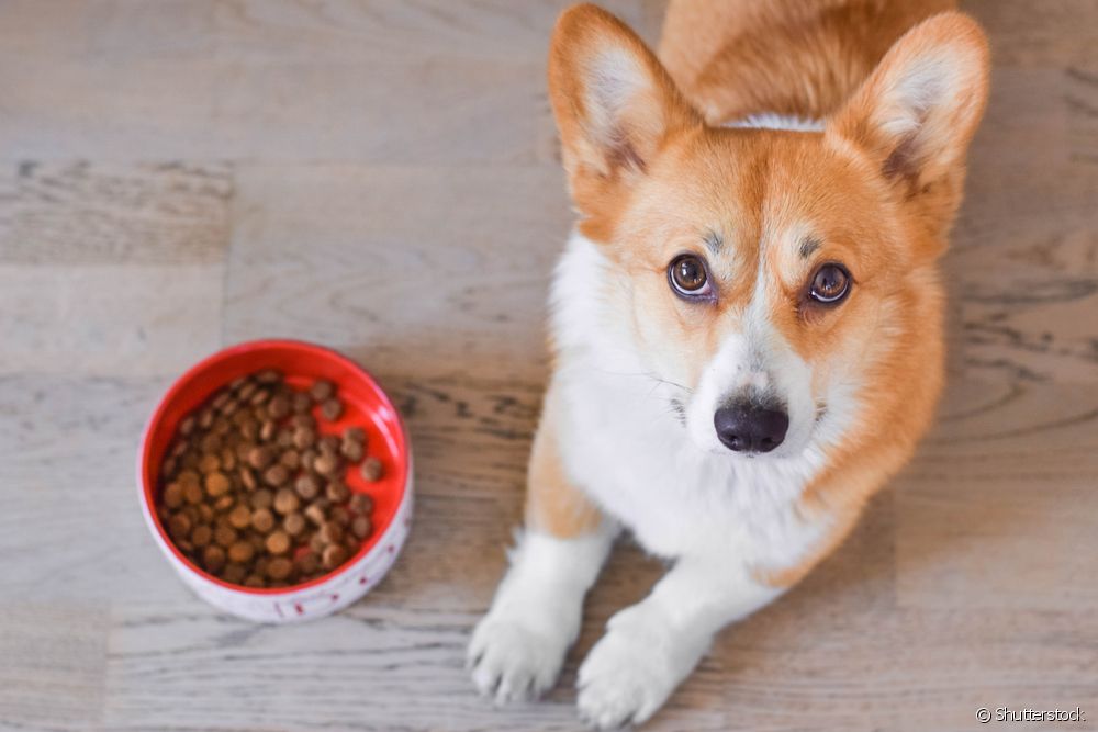  Ελαφριά τροφή για σκύλους: σε ποιες περιπτώσεις συνιστάται; Πώς διαφέρει από την παραδοσιακή τροφή για σκύλους;