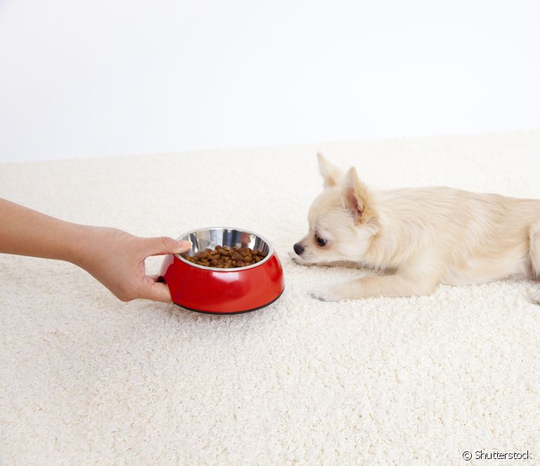  Kuo skiriasi mažų ir didelių veislių šunų maistingumas?