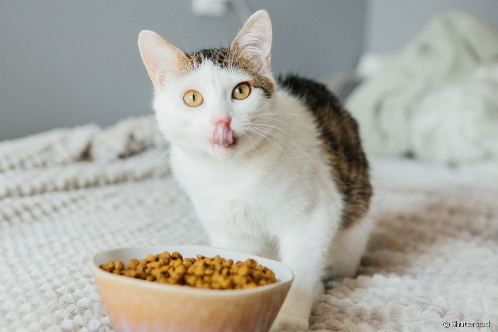  고양이를 위한 신장 사료: 음식은 고양이 유기체에서 어떻게 작용합니까?