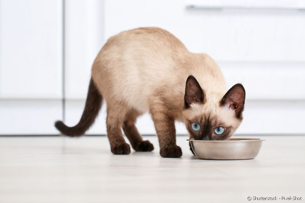 Makanan kencing: bagaimana makanan kucing berfungsi?