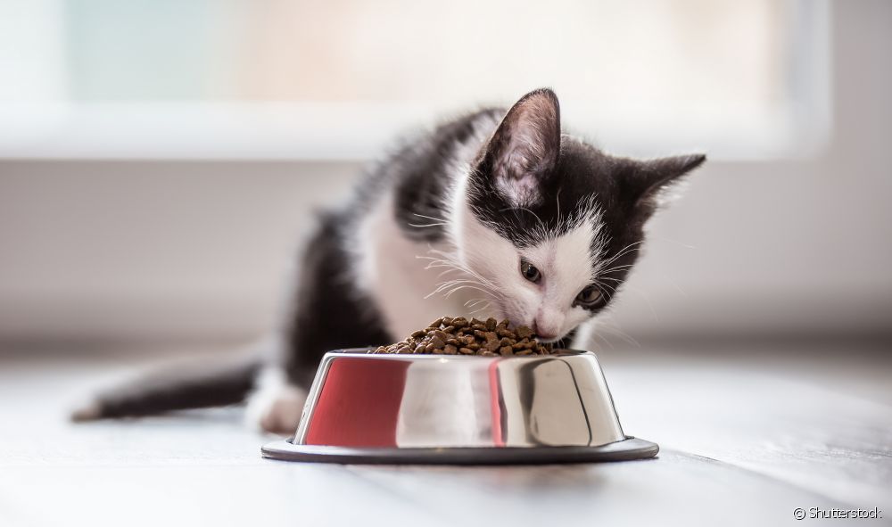  "Kucing saya tidak mahu makan": tahu apa yang perlu dilakukan apabila kucing jatuh sakit dengan makanan