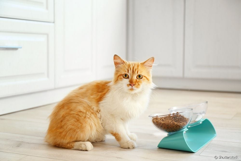  猫用肾脏食品：成分、适应症和如何更换