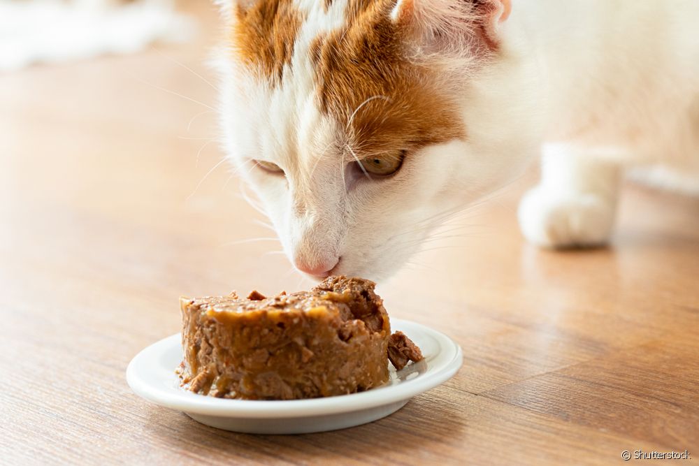  Paté per a gats: què és, com utilitzar-lo i quins són els beneficis?