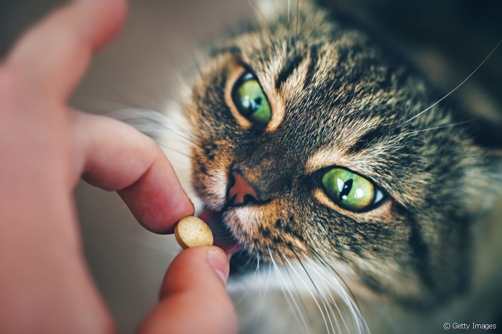  Vitamin for katt: når ernæringstilskudd anbefales?