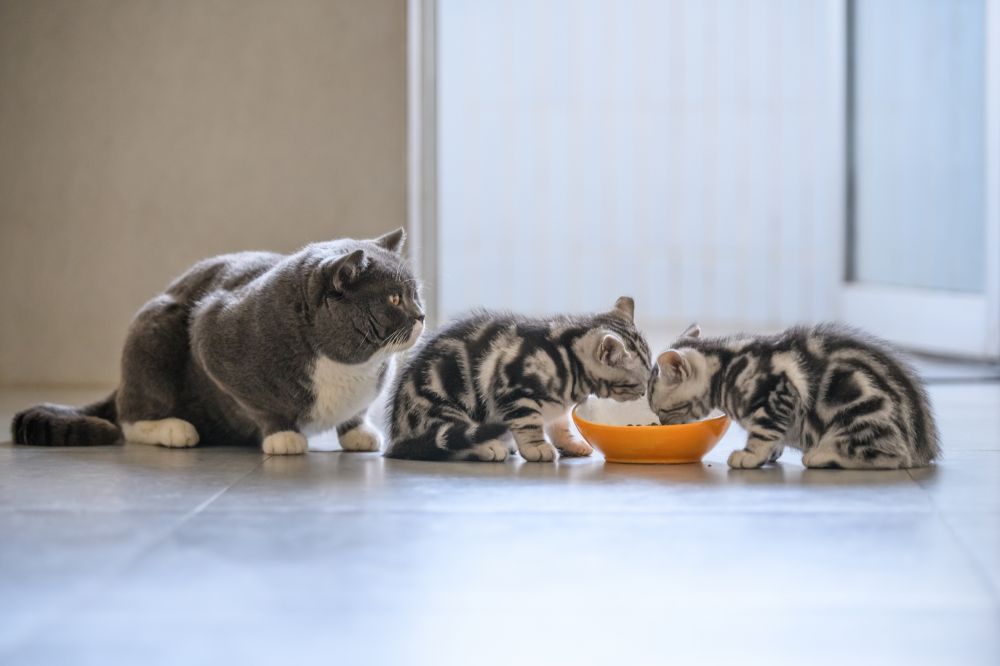  Cantitatea de hrană pentru pisici: află care este porția ideală în fiecare etapă a vieții felinei tale