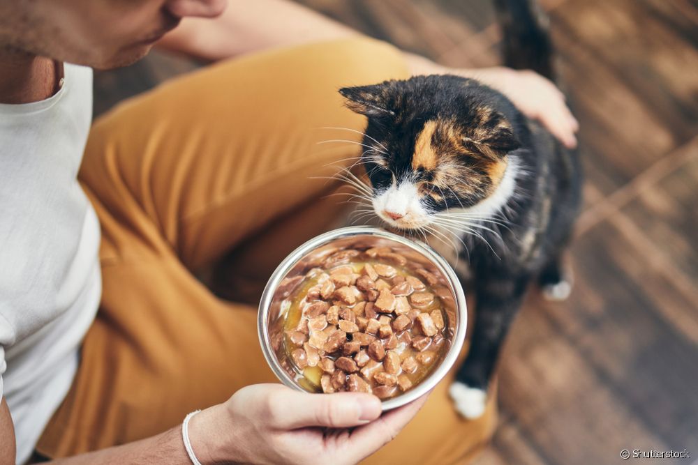  Ar katė yra mėsėdis, žolėdis ar visaėdis? Sužinokite daugiau apie kačių mitybos grandinę