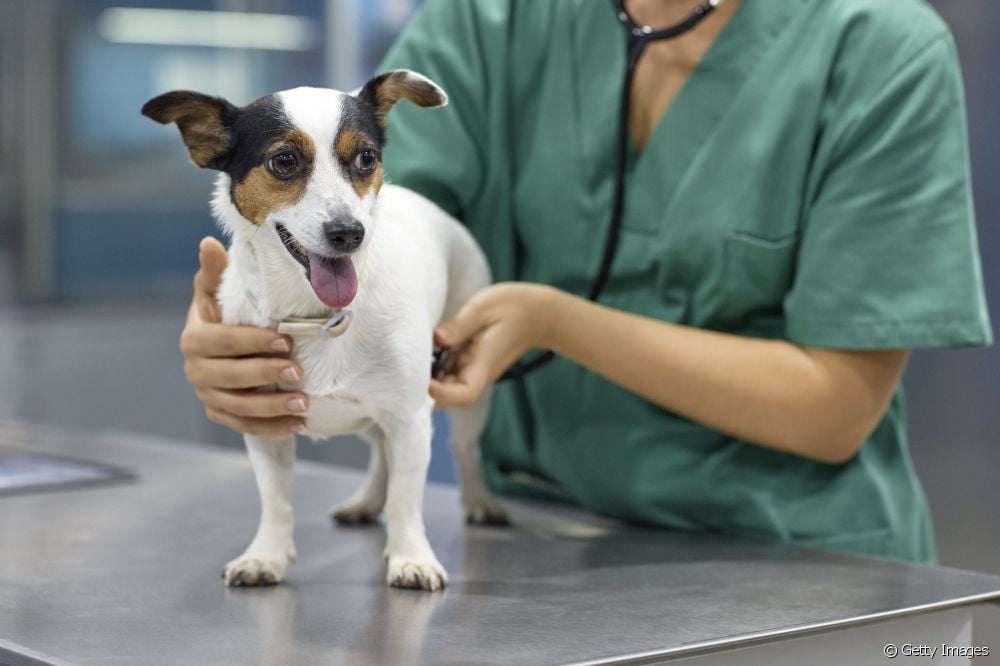  كيف تتعرف على الكلب المصاب بألم في المعدة؟