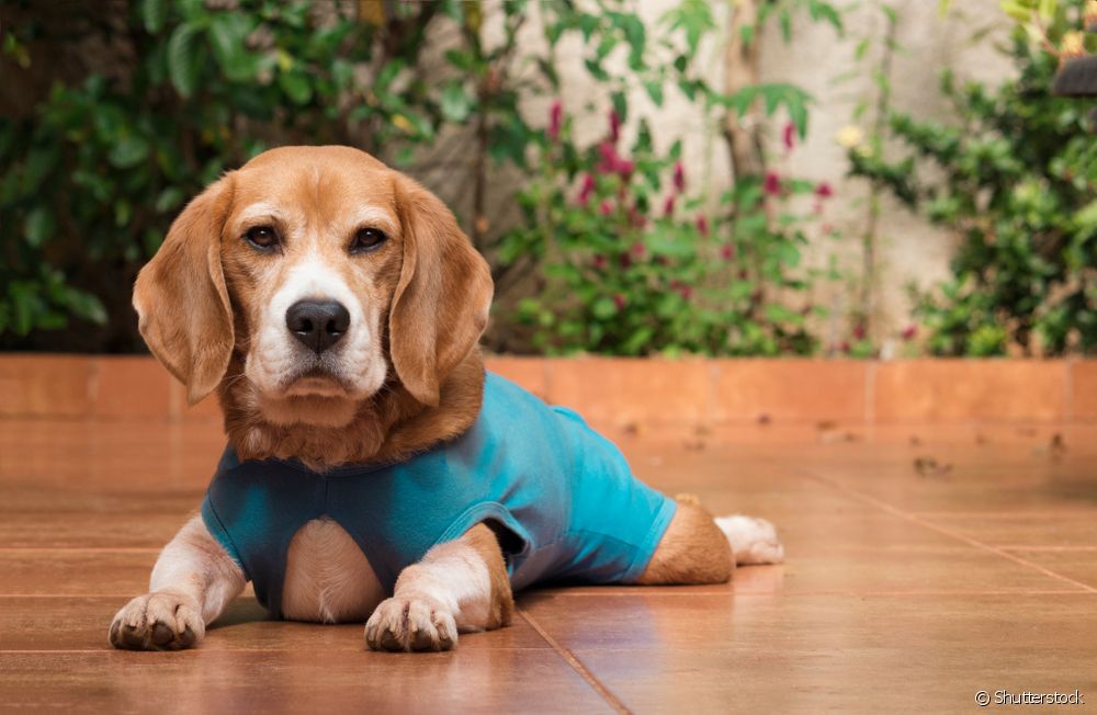  कुत्र्यांमध्ये पायोमेट्रा: पशुवैद्य या रोगाबद्दल 5 प्रश्नांची उत्तरे देतात