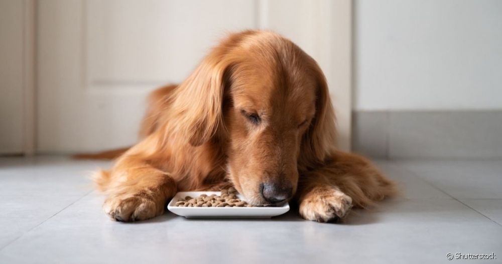  5 dinge wat jy kan doen om pankreatitis by honde te voorkom