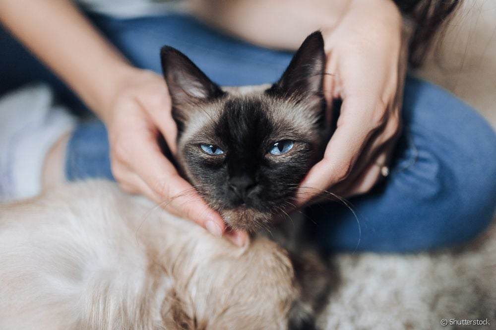  Reiki Veterinar: Bagaimanakah Terapi Holistik Ini Membantu Anjing dan Kucing?