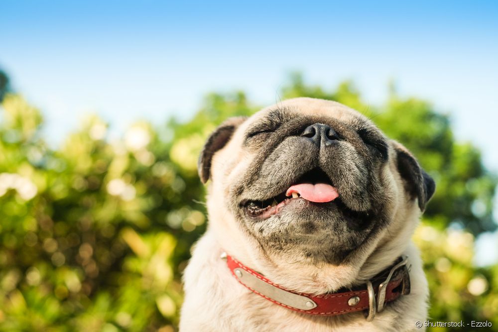  Защо някои породи кучета имат сплескана муцуна?